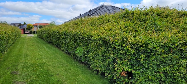 Klipning af bøgehæk