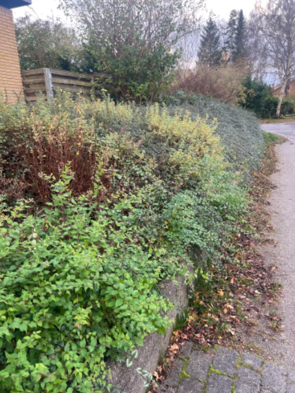 Beskæring af beplantning