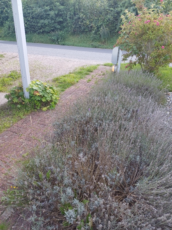 Ukrudt og græsslåning