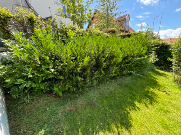 Fjerne hæk og haveaffald