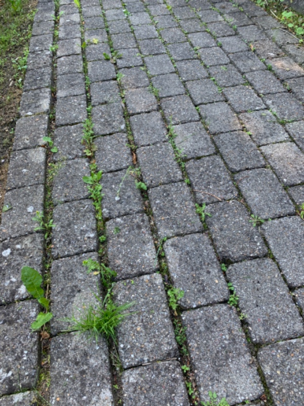 Luge ukrudt mellem fliser