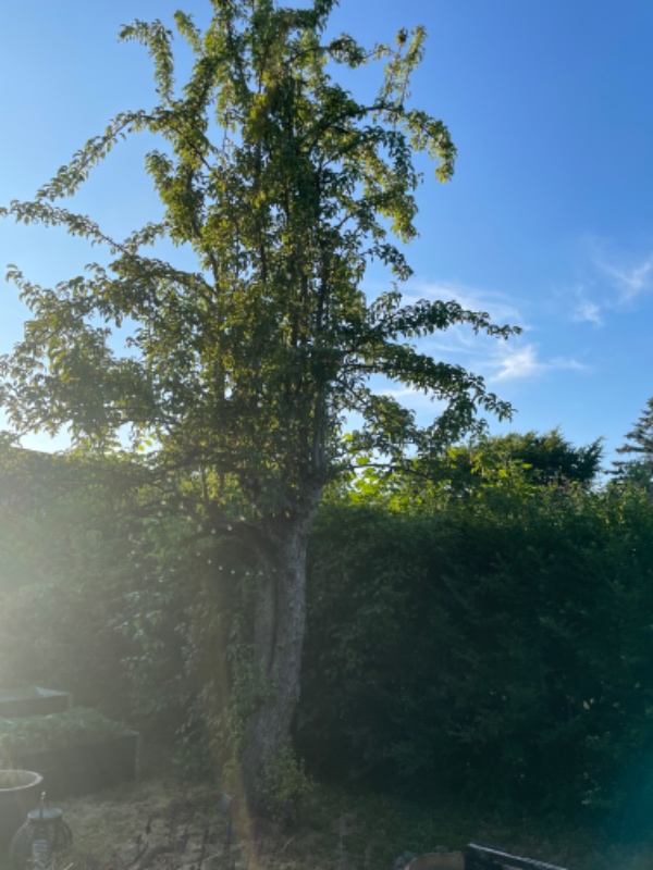Klippet hæk og beskåret træer