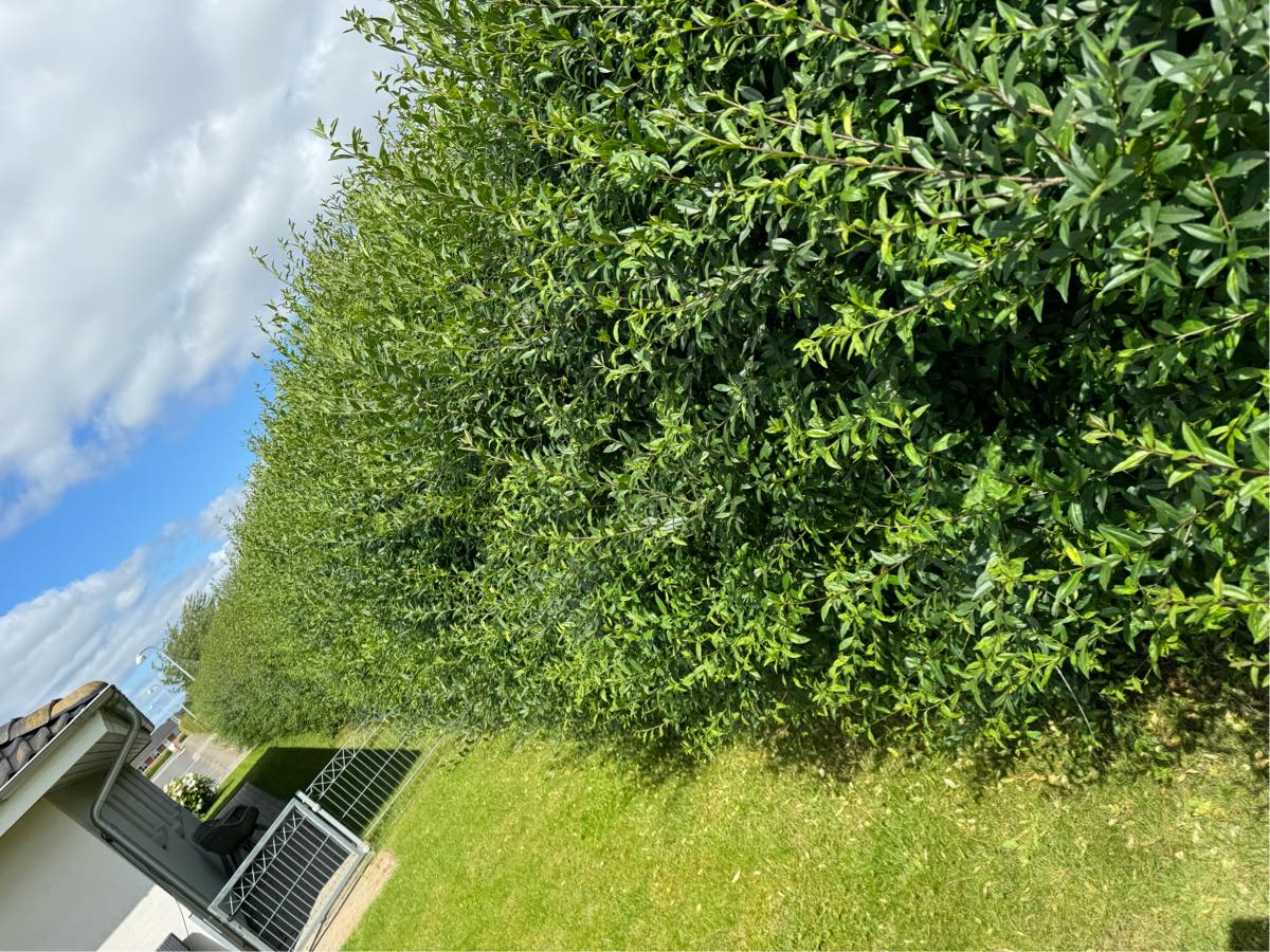 Hækkeklipning 3 sider