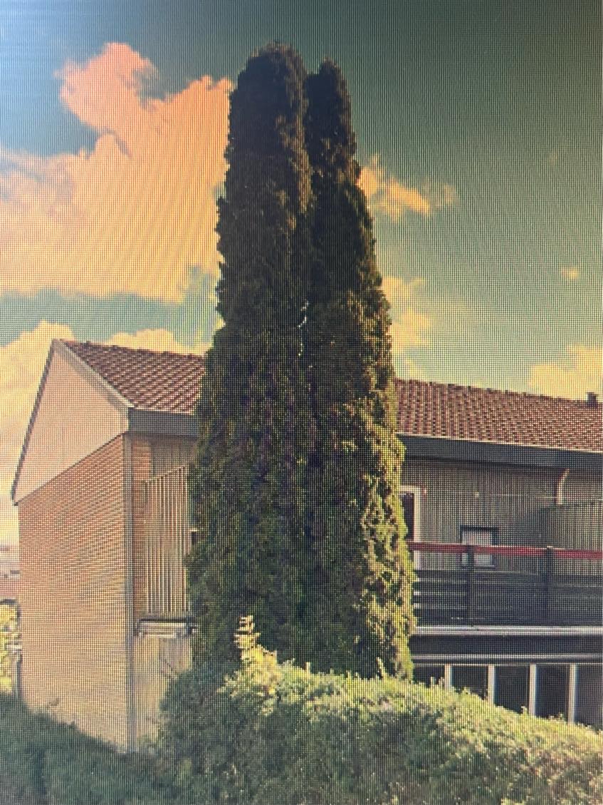 Nedskæring af træ