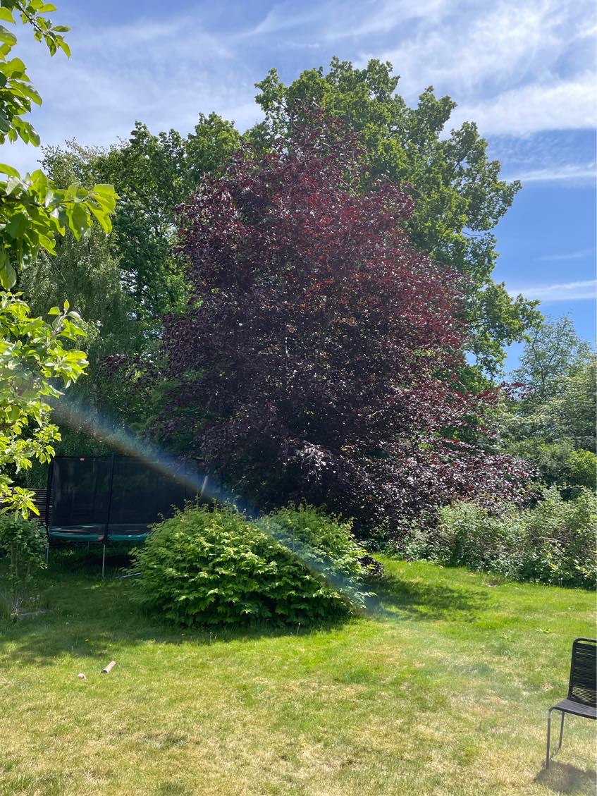 Fældning og bortkørsel af træ