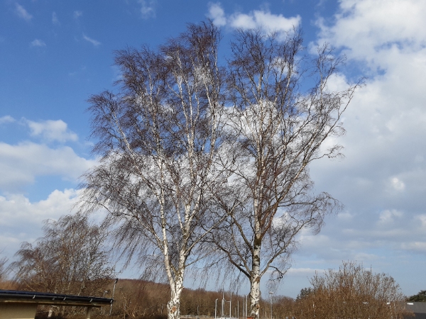 Beskæring af to træer