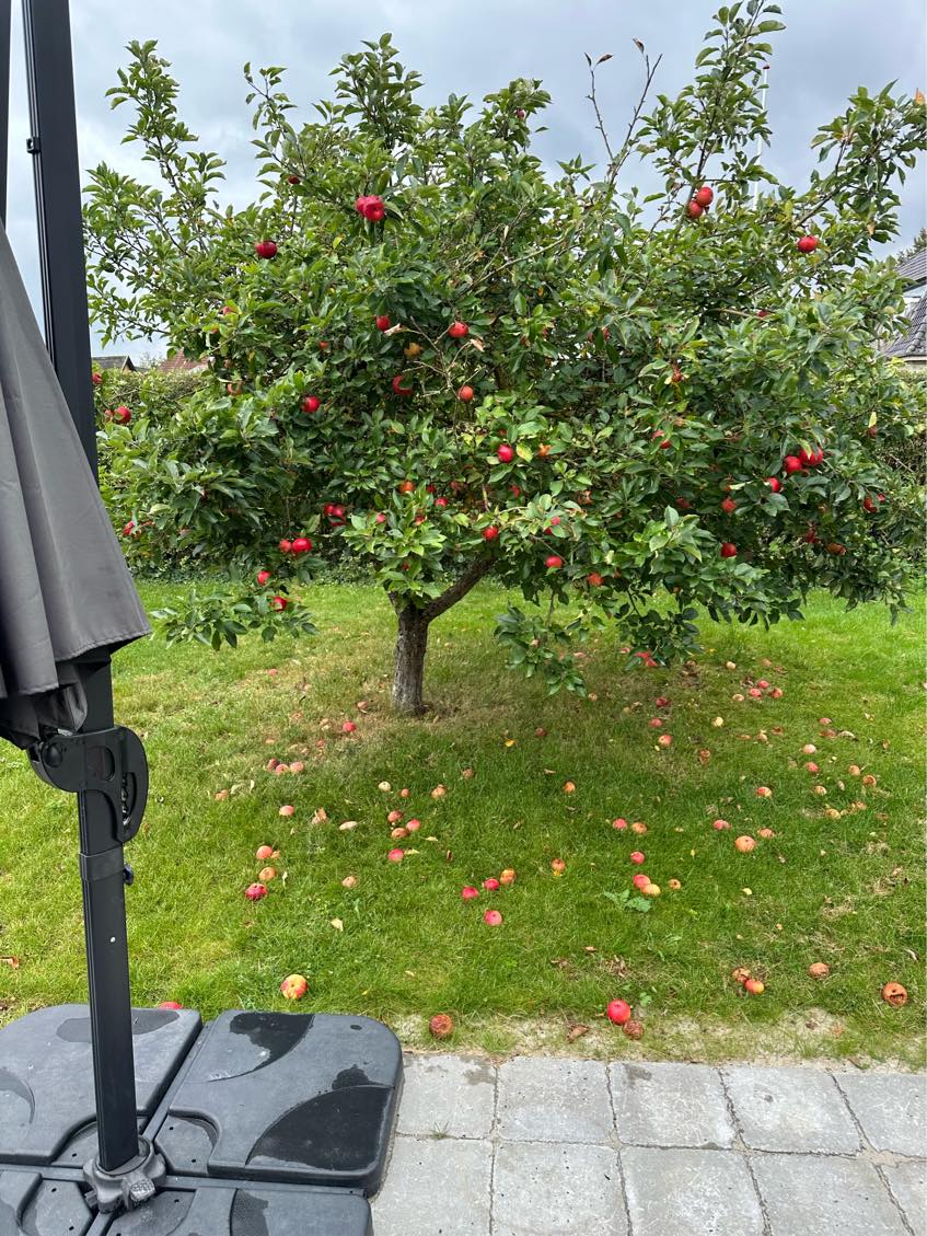 Fælde æbletræ og køre væk.