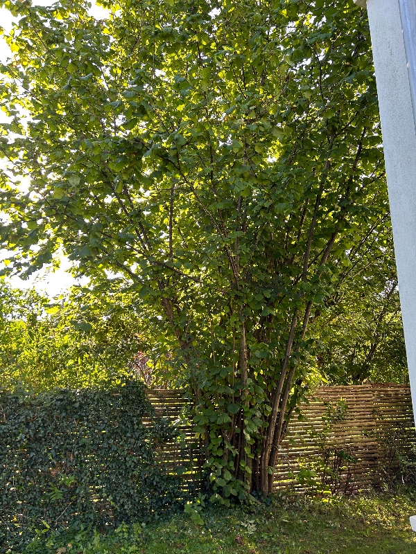 jeg skal have beskåret et nøddetræ samt klippe et par buske til