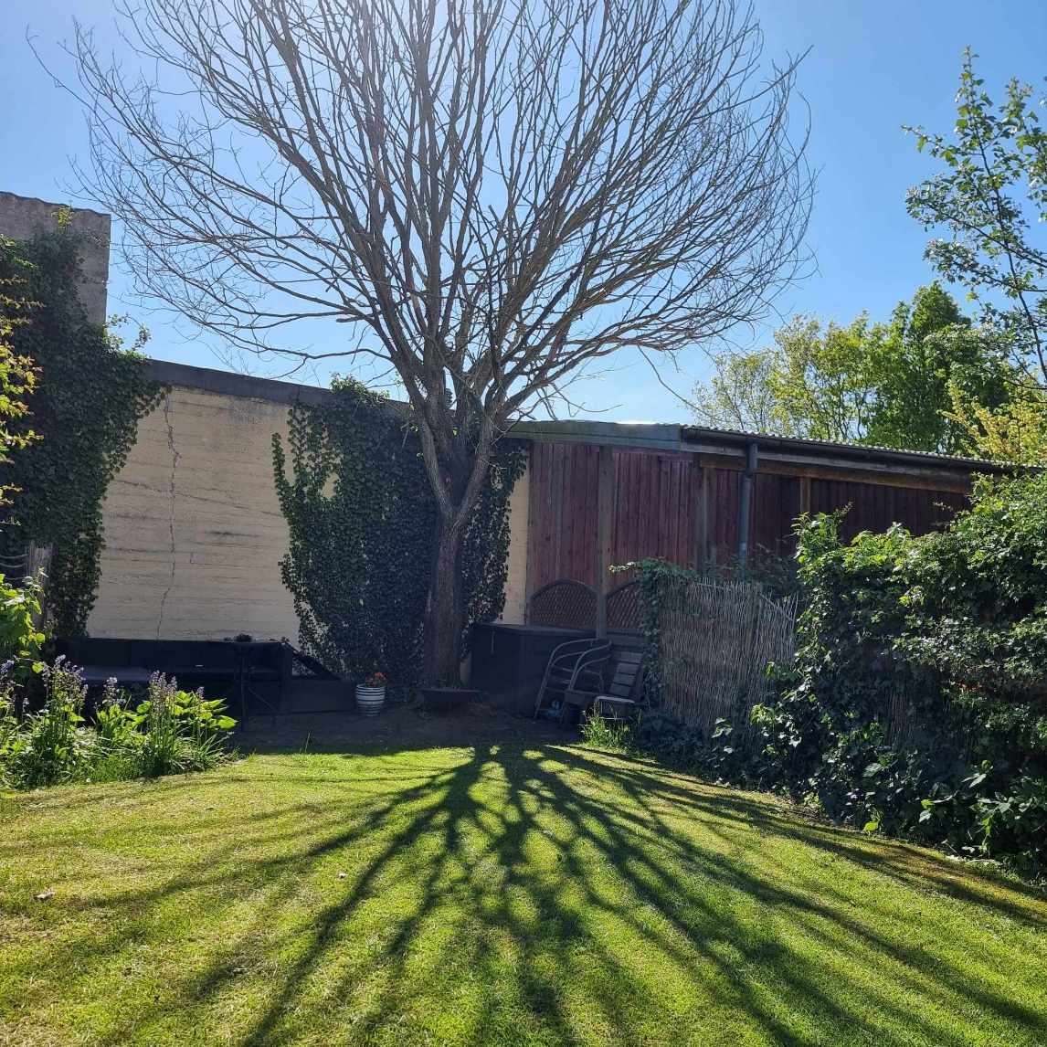 Beskæring af død træ