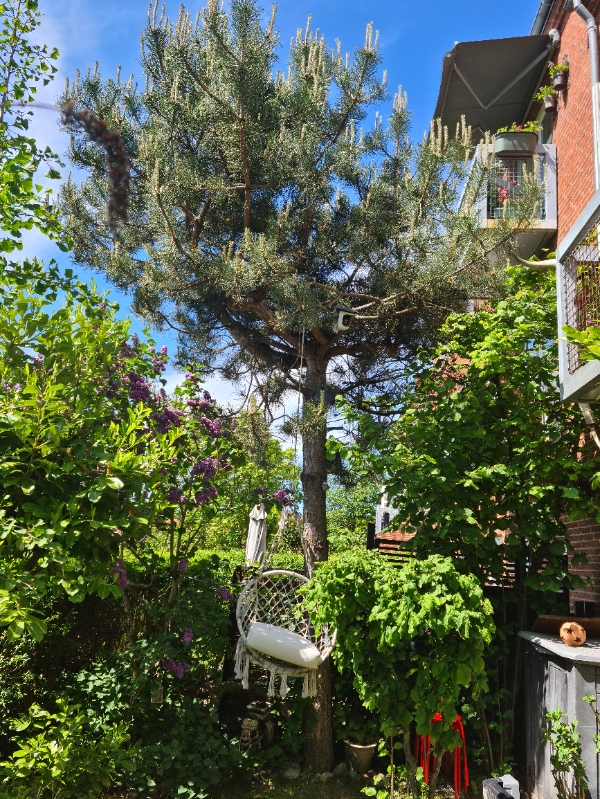 Fældet et fyrretræ