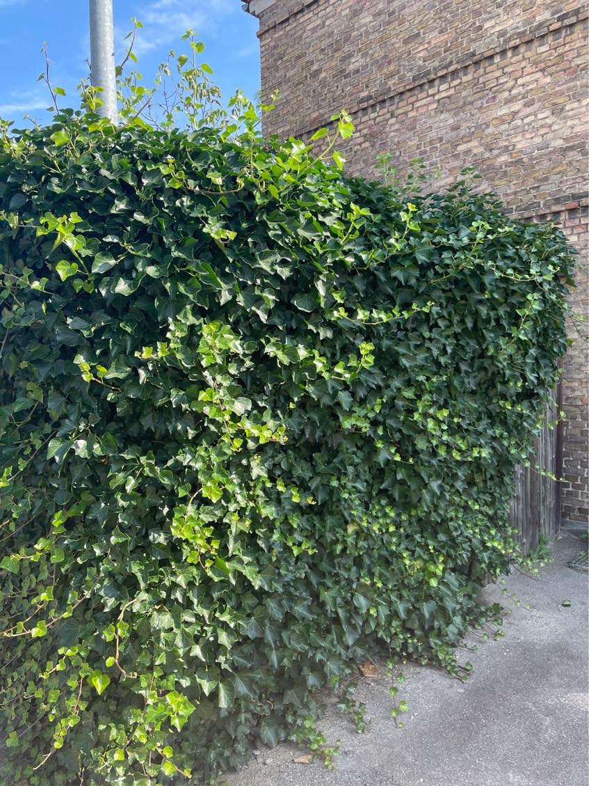 Klippe hæk og kører grøntaffald til genbrug