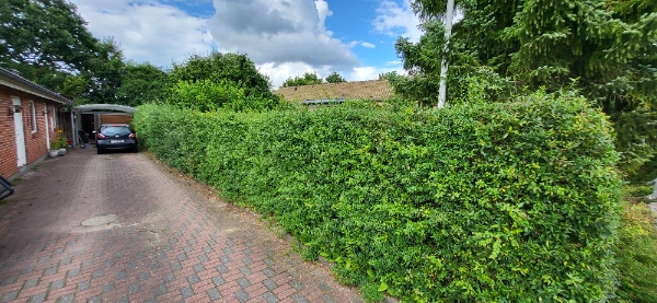 Klipning af ligusterhæk