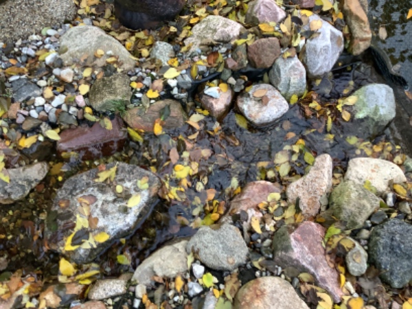 Rense vandløb og kanter for grene, blade mm. Køre planter ind i garagen.