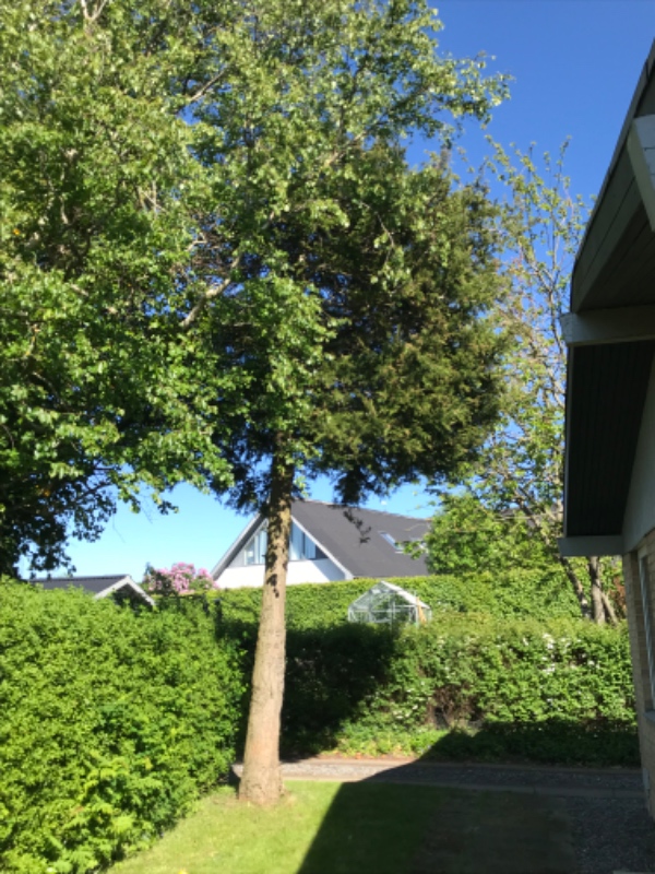 Kraftig beskæring af træer