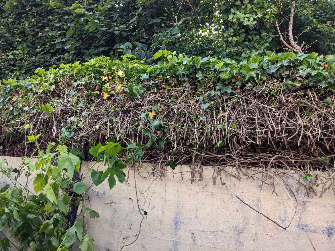 Fjernelse af efeu og laurbærbusk