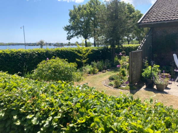 Klipning af bøgehæk