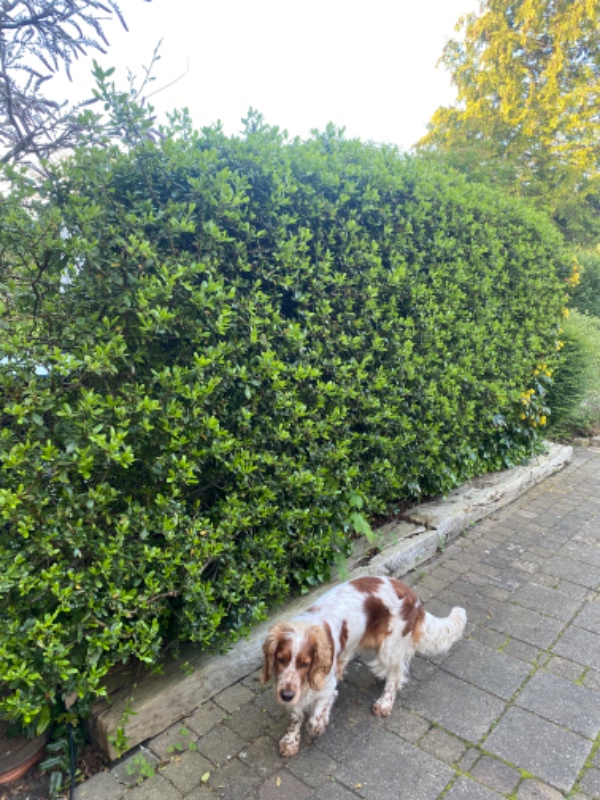 Hække- og buskbeskæring