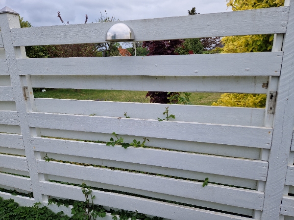 vores træhegn...nye planker sættes på ca 6 stk