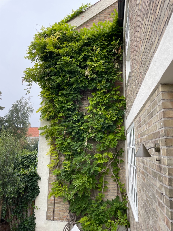 Beskæring af meget høj blåregn, der er vokset op i tagrende. Kræver eksta høj stige.