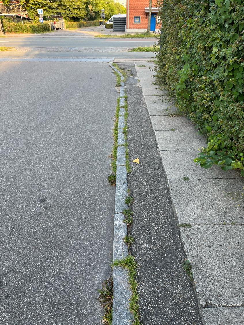 Klipning af hæk og græsplæne.