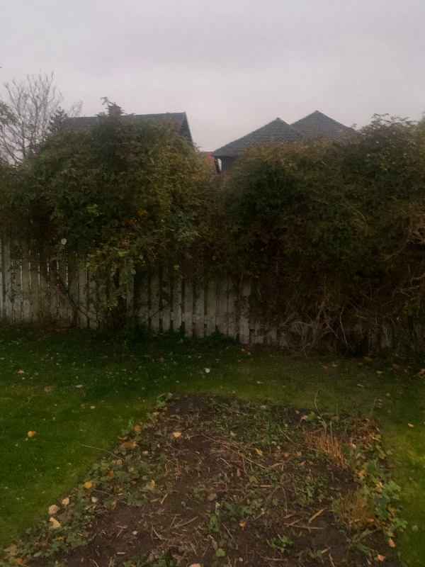 Plantning af træer