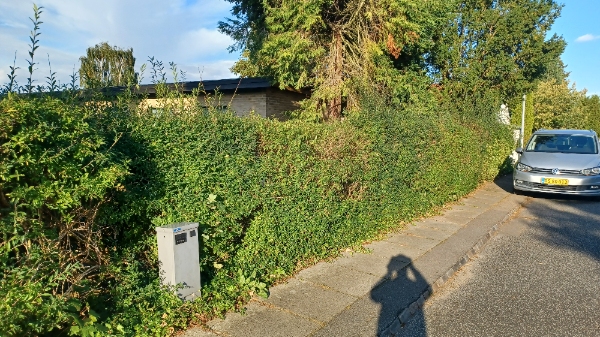 Opgravning og fjernelse af ligusterhæk