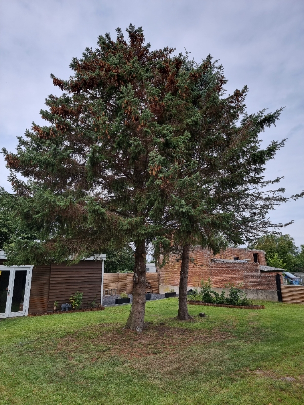 Fældning af 2 grantræer ved topskæring.