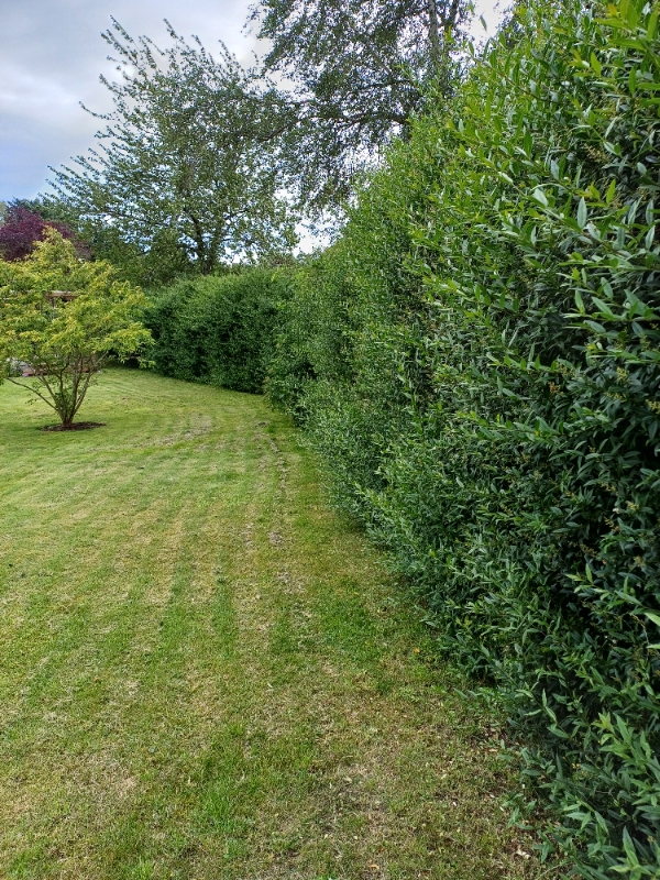 Klipning af ligusterhæk