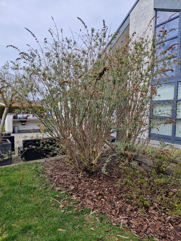 Beskæring af 4 frugttræer og 5 sommerfuglebuske