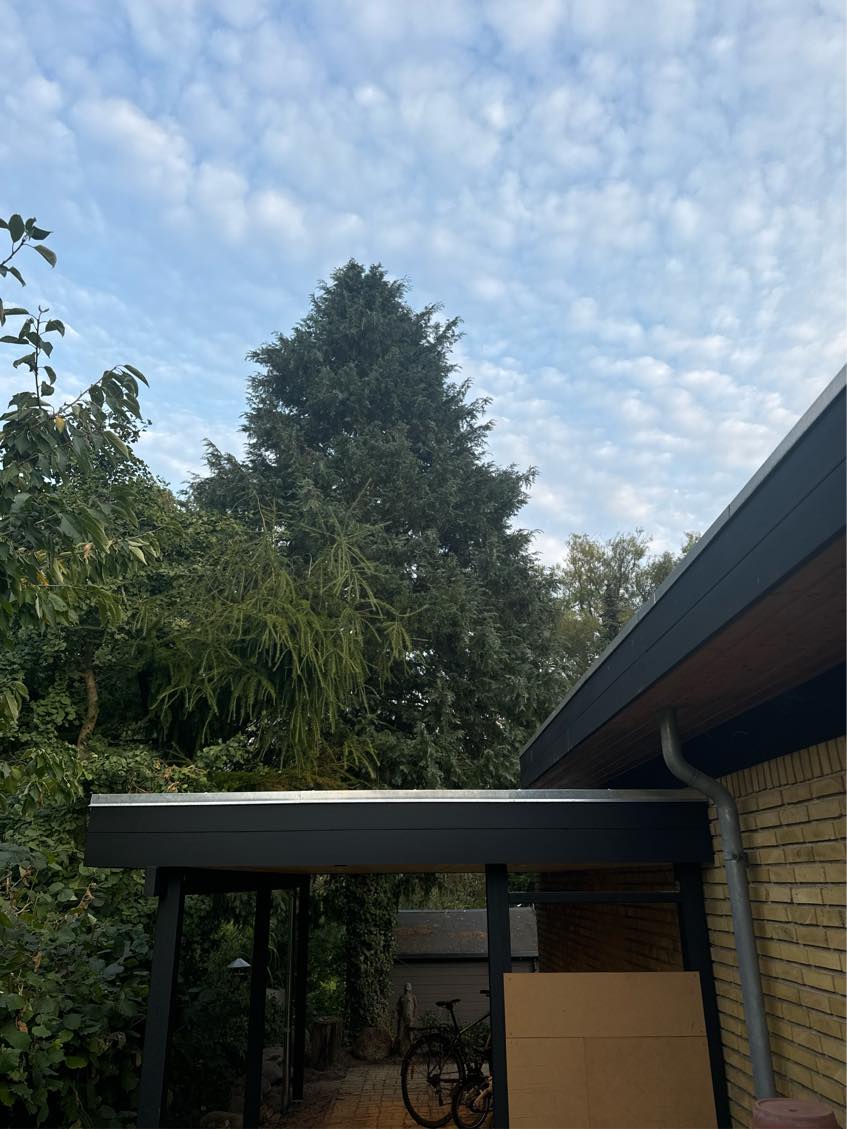 Topkapning/Fældning af træ