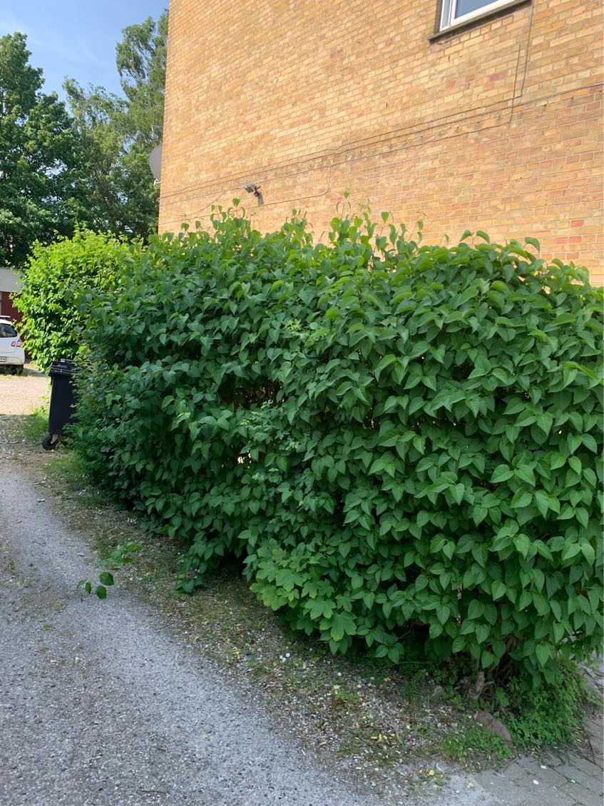 Klipning af div. buske og hæk