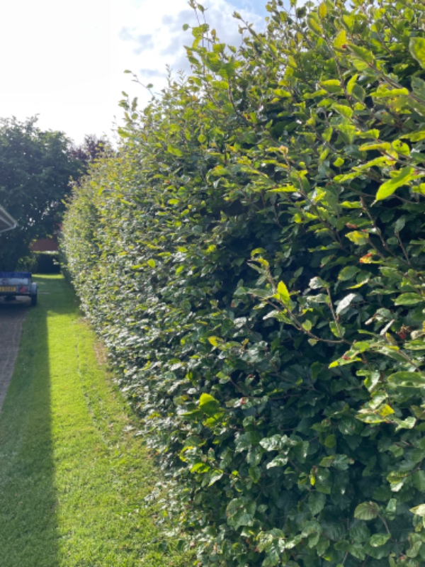 Klip af bøgehæk. Kræver en benzindrevet hækklipper.