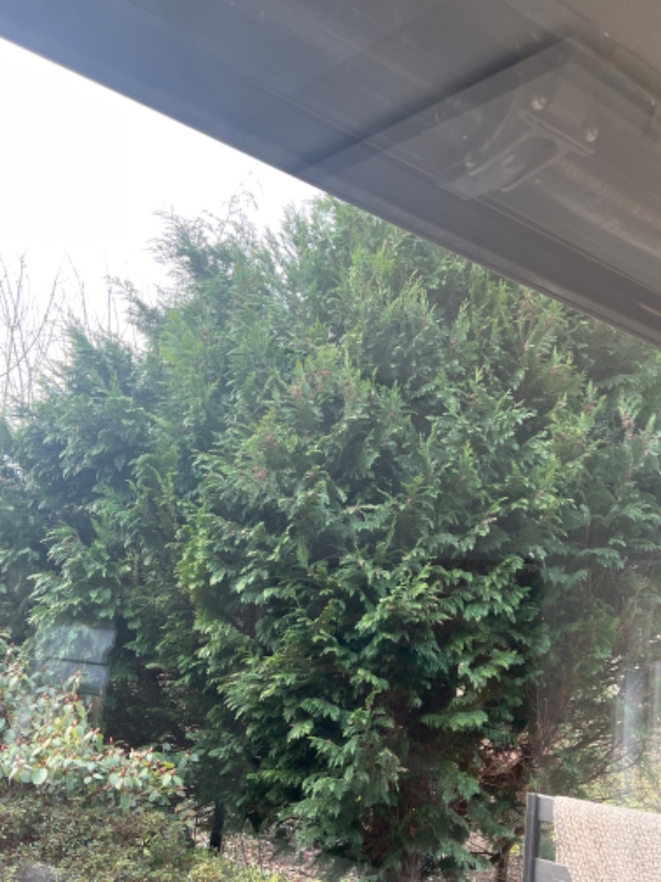 Beskæring og fældning af træer