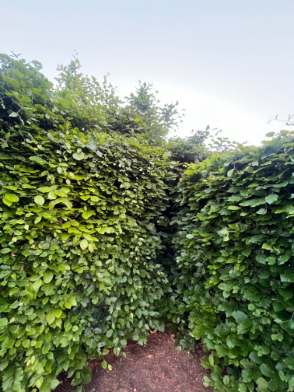 Klipning af bøgehæk