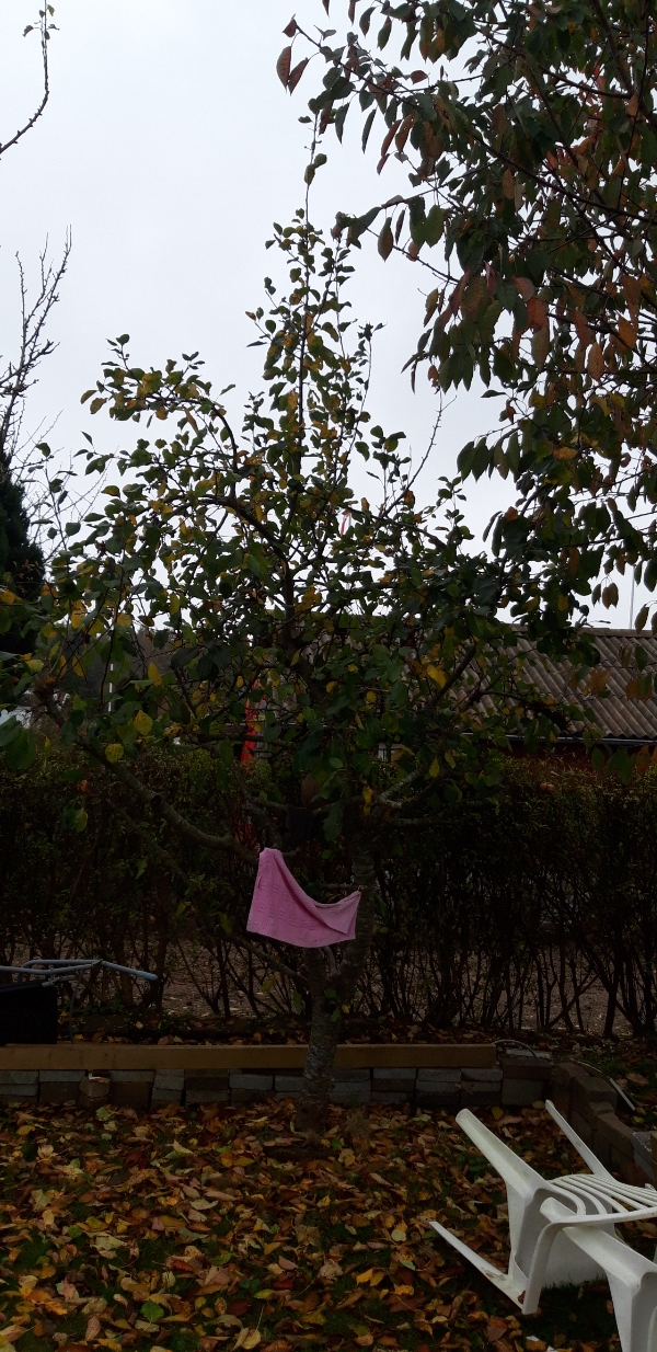 Let berskæring af 4 frugt træer. hentning i trailer perlesten fra nærtliggende levenadår samt udlægning på 2 stier, evt lidt andet til den rette.