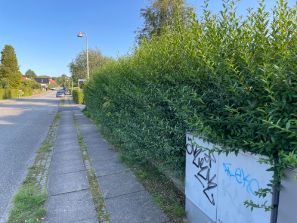 Hækklipning og mere