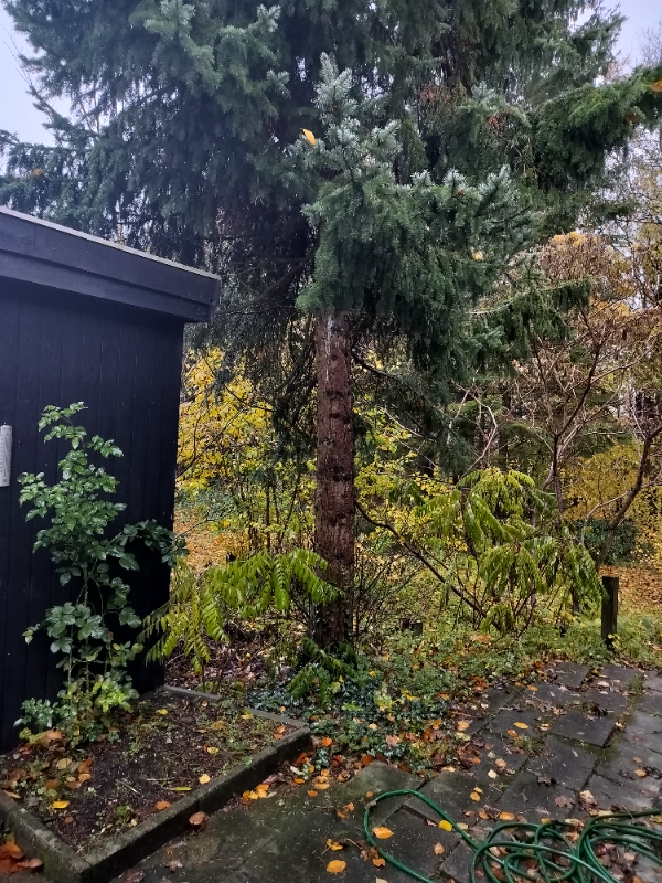 Fældet et stort træ.