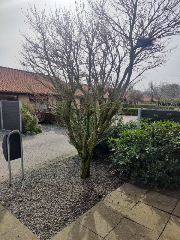 Fældning af 2 træer