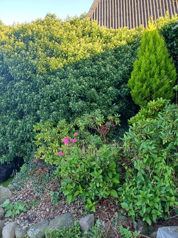 Ukrudt og græsslåning