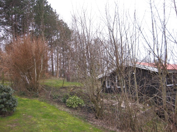 Klipning/beskæring af levende hegn