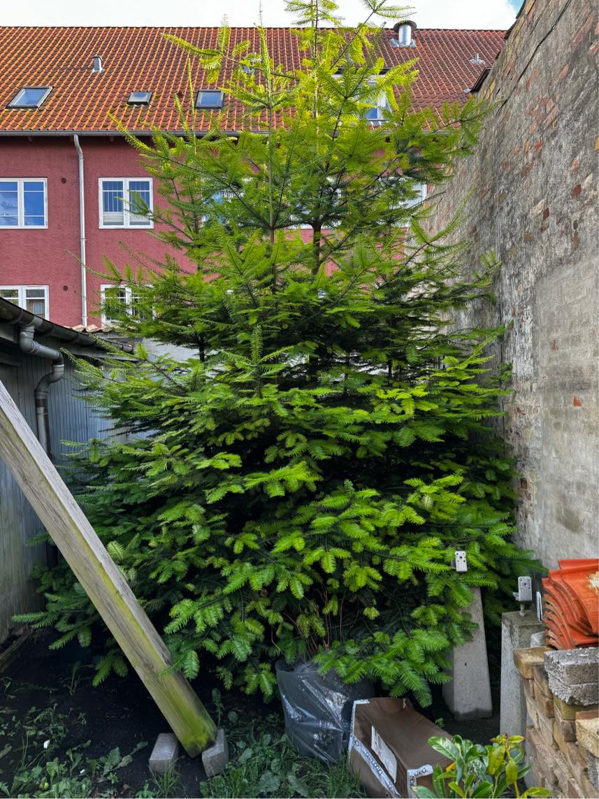 Nedrivning af skur og fjerne 2 træer