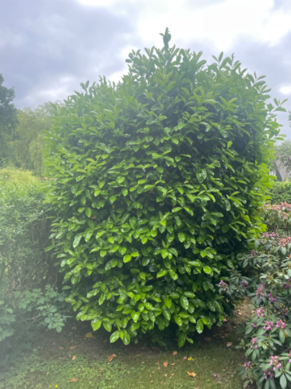 3 stk laurbær + 30 m buskbom hæk skal klippes