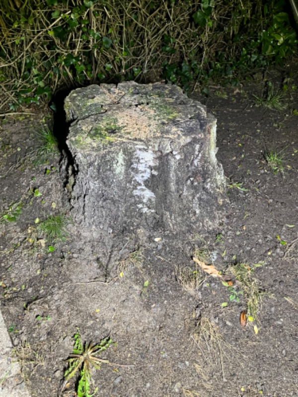 Fjernet stub fra stort egetræ