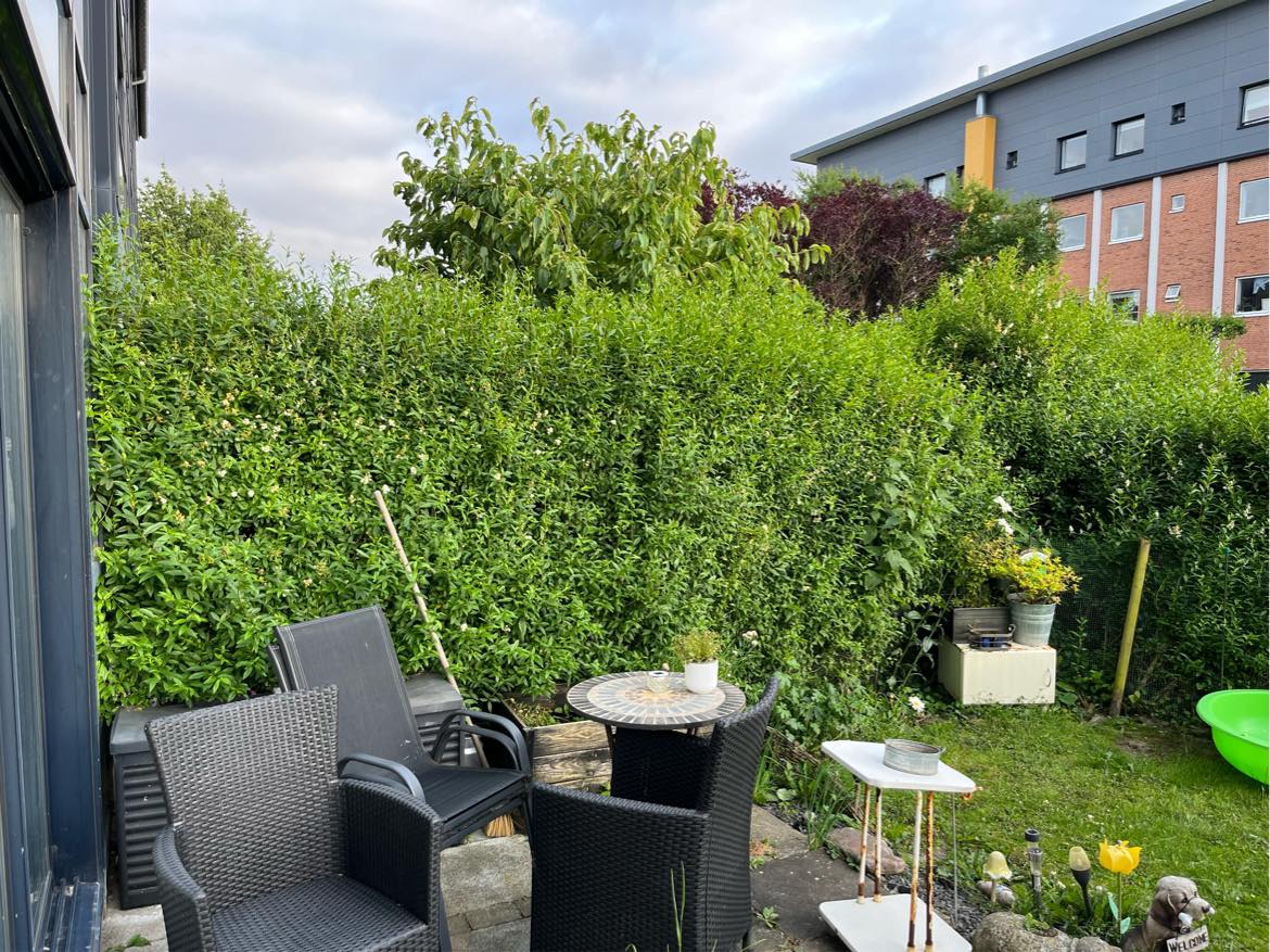 Klippe min hæk i stuelejlighed, skal kun klippes på begge sider på den ene hæk, 2 andre kun indvendig