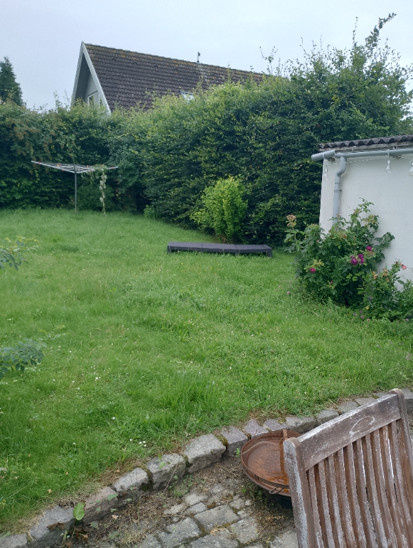 Klippe høj Bøgehæk for mig og nabo