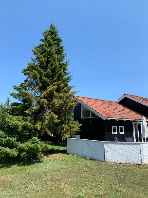 Fælde og bortskaffe 8-10 m højt grantræ der står skævt med fare for at falde ind i hus