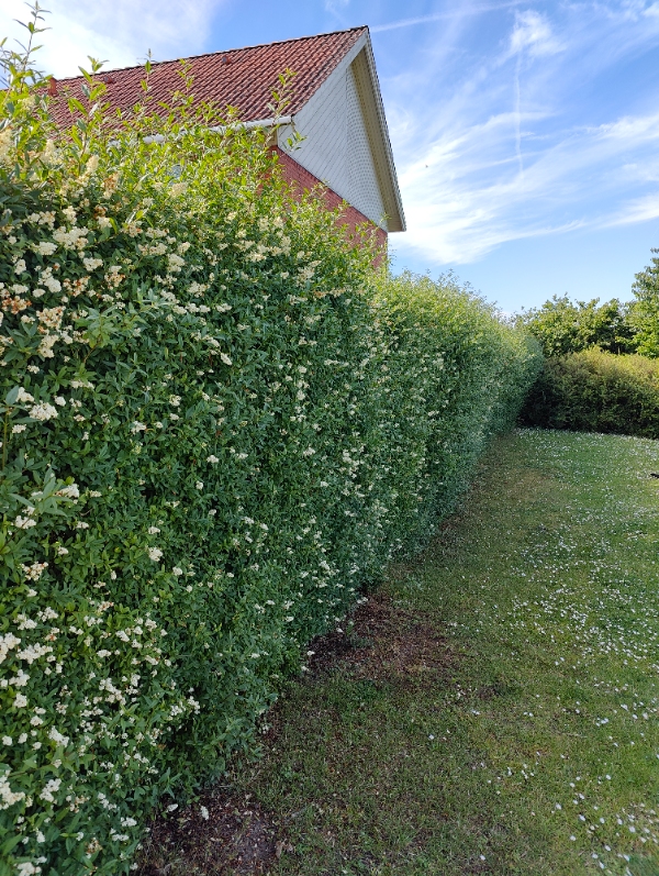 Hækklipning af 45 meter hæk