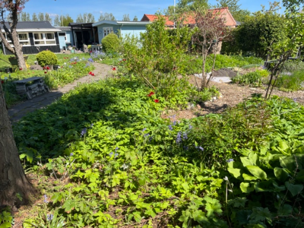 Fjernelse af staudebede og skvalderkål