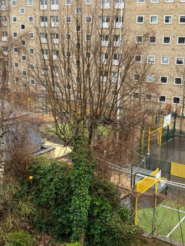 beskæring af elmetræer