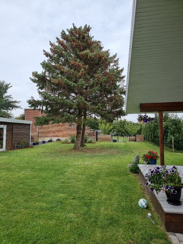 Fældning af 2 grantræer ved topskæring.